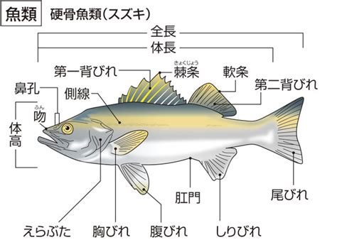 魚類大全|魚の一覧とは？ 意味をやさしく解説